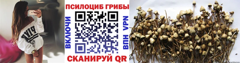 kraken Майкоп Галлюциногенные грибы мицелий